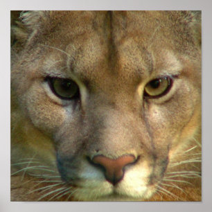 Poster Copie d'affiche de chat de montagne de puma