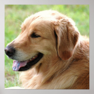 Poster Copie d'affiche de chiot de golden retriever