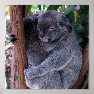 Poster Copie d'affiche de famille de koala