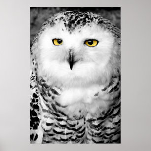Poster Copie d'affiche de hibou de Milou