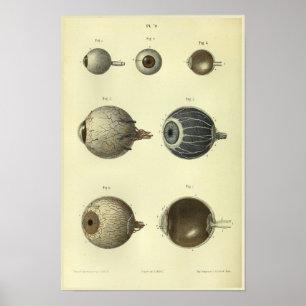 Poster Copie d'anatomie de l'oeil 1866 humain