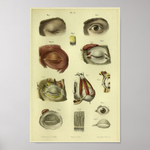 Poster Copie d'anatomie de l'oeil 1866 humain