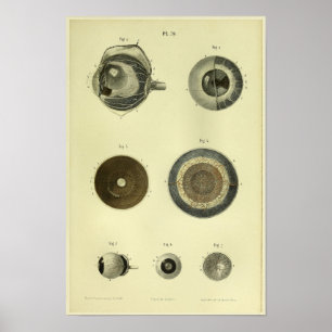 Poster Copie d'anatomie de l'oeil 1866 humain