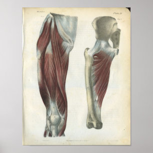 Poster Copie d'anatomie de muscles de jambe et de hanche