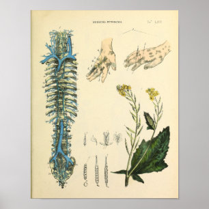 Poster Copie d'art d'anatomie de veines de colonne