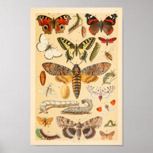 Poster Copie d'art de collection de Caterpillar de mites