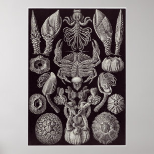 Poster Copie d'art d'Ernst Haeckel : Cirripedia