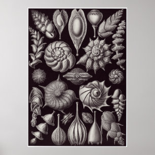 Poster Copie d'art d'Ernst Haeckel : Thalamophora