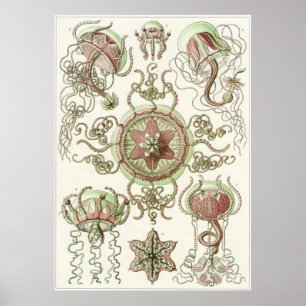 Poster Copie d'art d'Ernst Haeckel : Trachomedusae