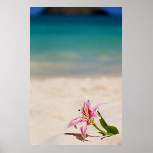 Poster Copie d'art du lis 24x36 de plage