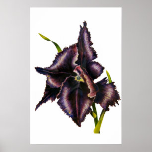 Poster Copie de beaux-arts de tulipe de perroquet