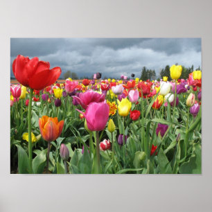 Poster Copie de champ de tulipes