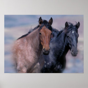 Poster Copie de chevaux sauvages
