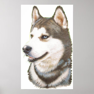 Poster Copie de chien de Huskey de Sibérien