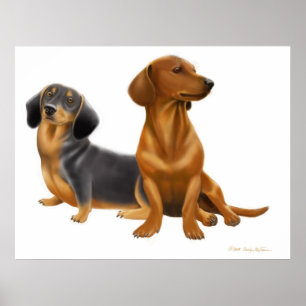 Poster Copie de chiens de saucisse de teckel