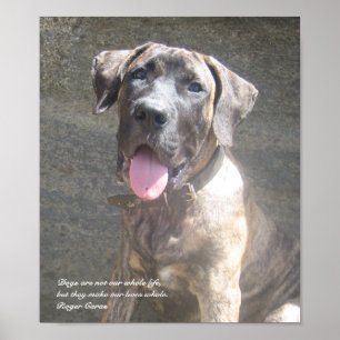 Poster Copie de chiot de Presa Canario