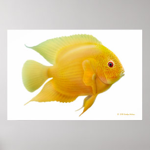 Poster Copie de Cichlid de Severum d'or de citron