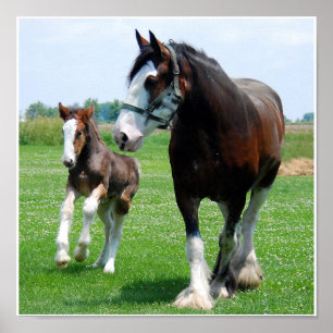 Poster Copie de Clydesdale et de pouliche