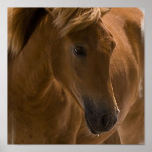 Poster Copie de conception de cheval de châtaigne