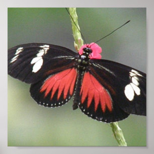 Poster Copie de conception de photo de papillon