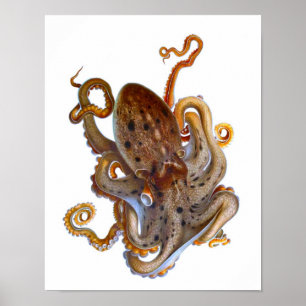 Poster Copie de créature de mer de poulpe