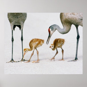 Poster Copie de Famiy de grue de Sandhill