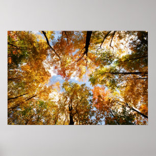 Poster Copie de feuillage d'automne