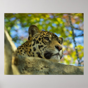 Poster Copie de Jaguar