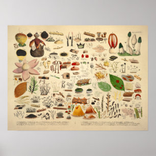 Poster Copie de jaune de vert de variété de champignon du