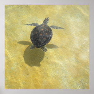 Poster Copie de jeu d'ombre de tortue de mer