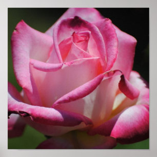 Poster Copie de Kordes Perfecta de rose de rose