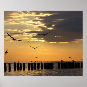 Poster Copie de la Floride d'oiseaux de coucher du soleil