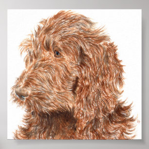 Poster Copie de Labradoodle #2 de chocolat