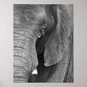 Poster Copie de L'Elephant - grande