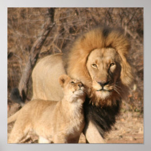 Poster Copie de lion et de CUB de lion