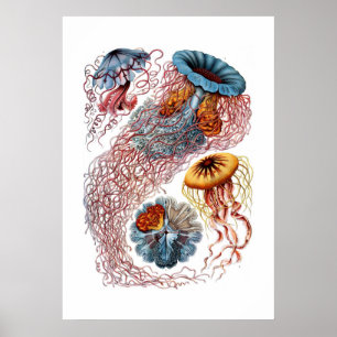 Poster Copie de méduses de Haeckel