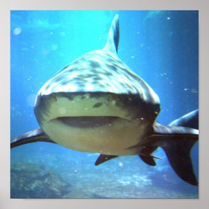 Poster Copie de photo de requin