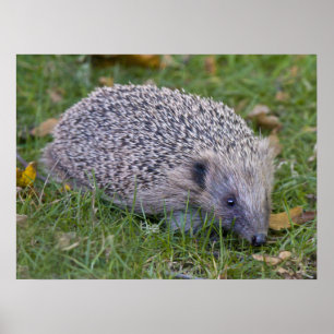 Poster Copie de piquants