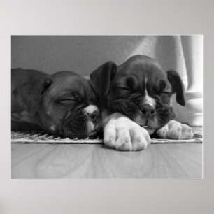 Poster Copie de toile de chiots de boxeur de sommeil