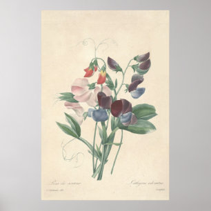 Poster Copie de toile de pois doux