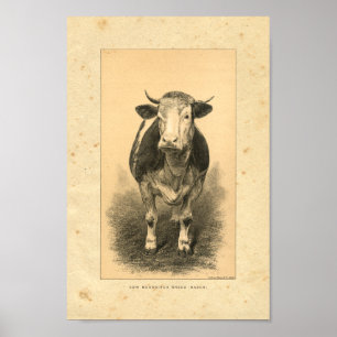 Poster Copie de vache au cru 1888