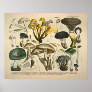 Poster Copie de vert jaune de variété de champignon du