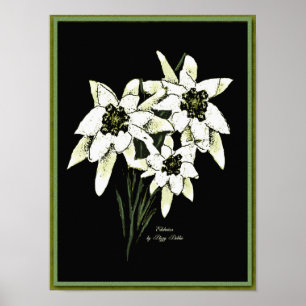 Poster Copie d'illustration d'edelweiss
