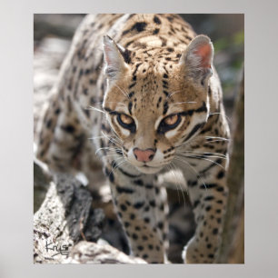 Poster Copie d'or de yeux