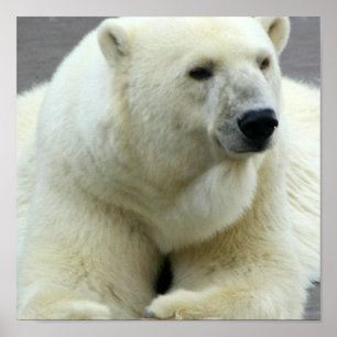 Poster Copie d'ours blanc