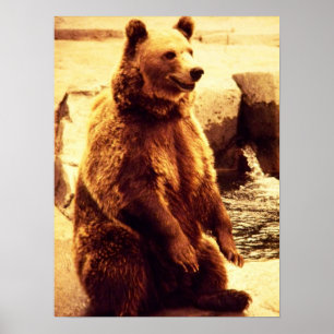 Poster copie d'ours gris