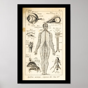Poster Copie humaine d'anatomie de nerfs du cru 1844