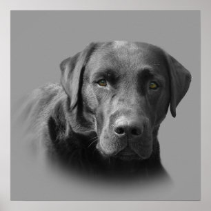 Poster Copie impressionnante de labrador retriever