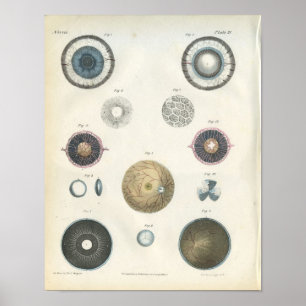 Poster Copie interne d'anatomie d'oeil humain