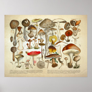 Poster Copie jaune rouge de variété de champignon du cru